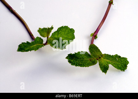 THULASI LEAVES Stock Photo