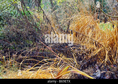 FOLIAGE OF MOLINIA CAERULEA ARUNDINACEA AND SOLIDAGO IN DECEMBER Stock Photo