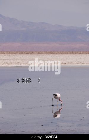 Andean flamingo, Phoenicoparrus andinus, and Andean avocets, Recurvirostra andina, feeding in a salt lagoon Stock Photo