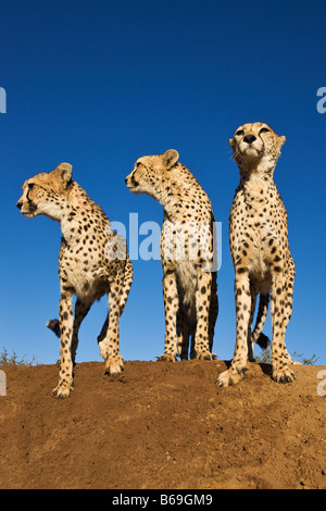 Cheetah Acinonyx jubatus Cheetahs using termite mound as a vantage point Namibia Stock Photo