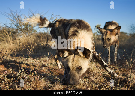 African Wild Dogs Lycaon pictus Endangered Dist Sub Saharan Africa Stock Photo