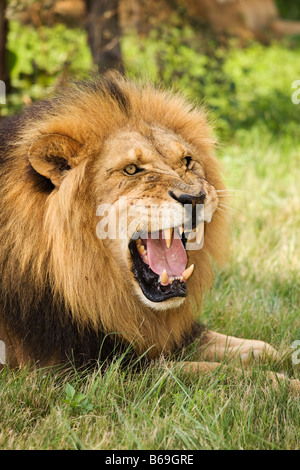 Lion Panthera leo Male lion snarling Dist Sub Saharan Africa Stock Photo