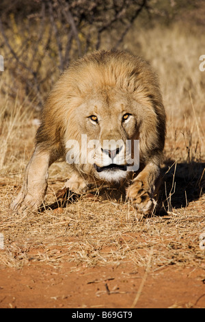 Lion Panthera leo charging towards camera Namibia Dist Sub saharan Africa Stock Photo
