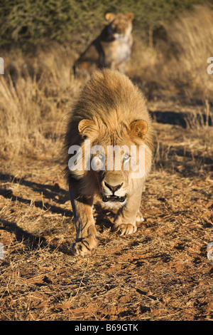 Lion Panthera leo charging towards camera Female lion in background Namibia Dist Sub saharan Africa