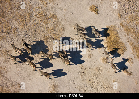 aerial view of Zebra herd Okavango Delta Botswana Stock Photo