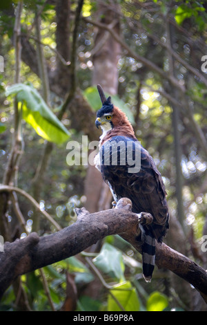 Mexico, Chiapas, Tuxtla Guterriez, ZOOMAT, Ornate Hawk eagle, Spizaetus Ornatus Stock Photo