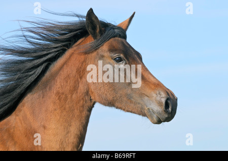 Paso Fino horse Stock Photo