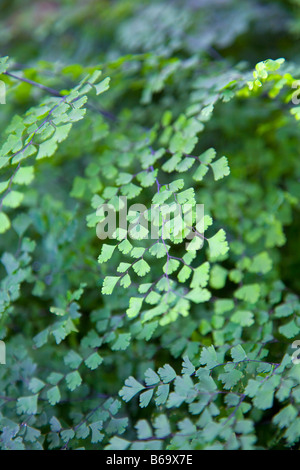 Adiantum raddianum Waltonii Maidenhair Fern Stock Photo