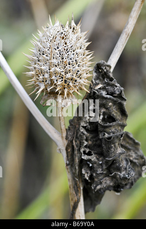 Datura stramonium fruit and seeds Stock Photo