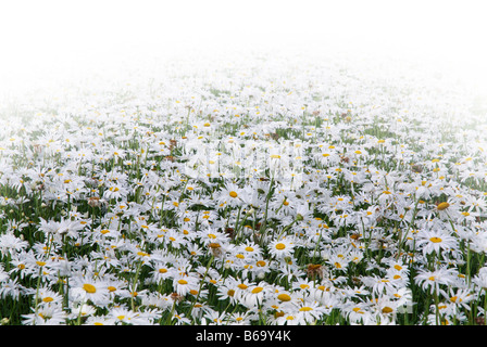 Field of white daisies for seed production in Zeeland Netherlands Stock Photo