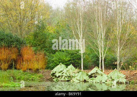 Rosemoor Garden, (RHS), Devon, UK. Gunnera manicata in winter at edge of lake, leaves used as frost protection Stock Photo