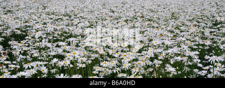 Field of white daisies for seed production in Zeeland Netherlands Stock Photo