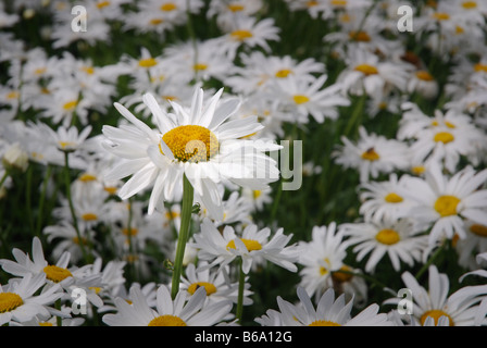 Field of white daisies for seed production in Zeeland Netherlands Stock Photo