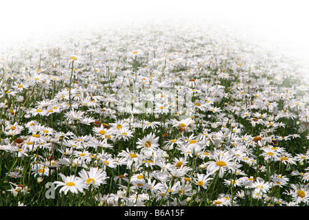 Field of white daisies for seed production in Zeeland Netherlands Stock Photo