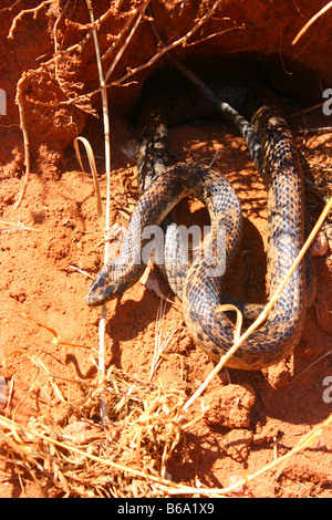 a king brown snake on the eyre peninsula Stock Photo