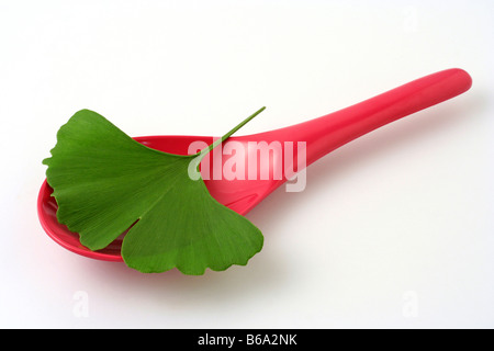 Ginkgo biloba leaf Stock Photo