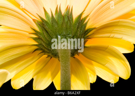 Yellow gerbera from below Stock Photo
