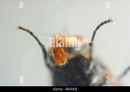 Bluebottle Fly, Calliphora erythrocephala . Underside view of open tongue sucking water Stock Photo