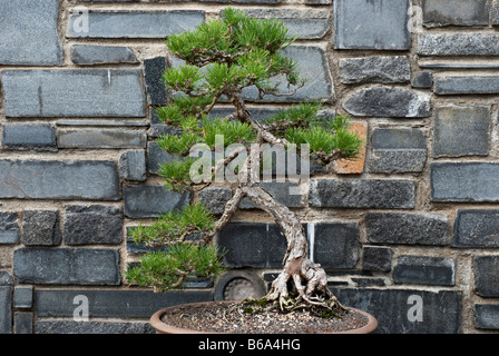 Japanese Black Pine tree (Pinus thunbergii) grown as bonsai. At the Huntington Botanical Gardens, Santa Monica, USA Stock Photo