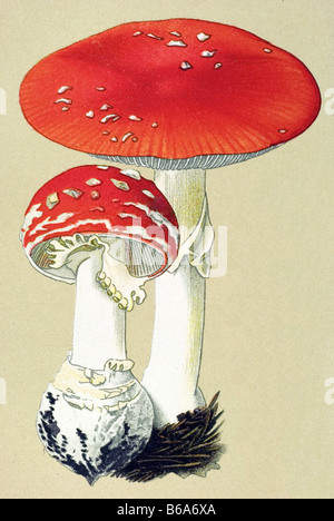 Fly agaric, Amanita muscaria poisonous plants illustrations Stock Photo