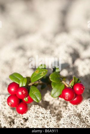 Closeup of growing ripe Lingonberry ( Vaccinium vitis-idaea ) berries on white lichen, Finland Stock Photo