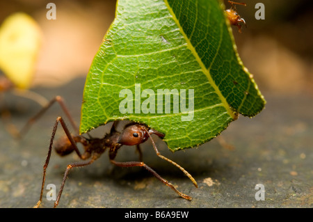 LEAF-CUTTER ANT carrying leaf Atta sp. Amazonian Rainforest Stock Photo