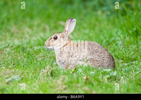Common Rabbit 'Oryctolagus cuniculus' Stock Photo