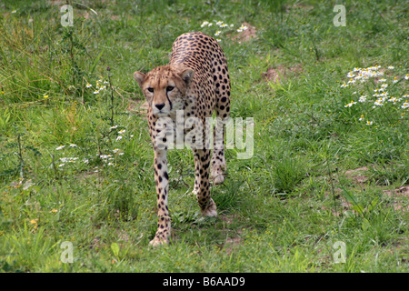 Cheetah Stalking Alert in Grass [Chester Zoo, Chester, Cheshire, England, Great Britain, United Kingdom, Europe].              . Stock Photo