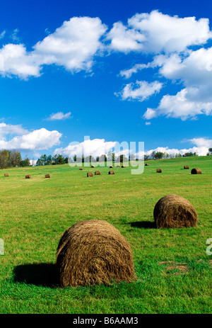 Rolls of freshly cut hay drying in farm fields, Tioga County, Pennsylvania, USA Stock Photo