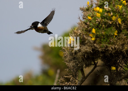 Male Stonechat (Saxicola torquata) in flight Stock Photo