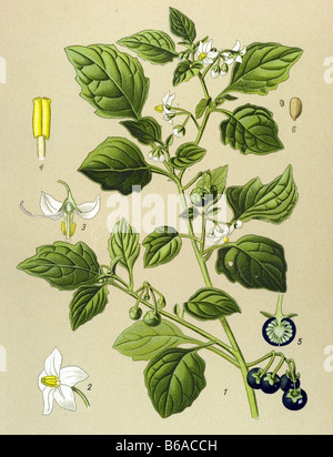 Black nightshade, Solanum nigrum poisonous plants illustrations Stock Photo