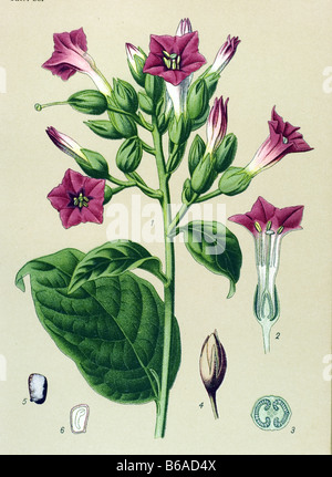 Cultivated Tobacco, Nicotiana tabacum poisonous plants illustrations Stock Photo