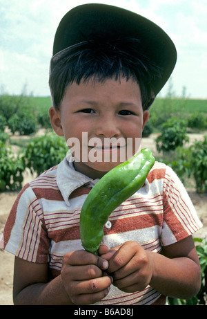 A very young illegal mexican farm worker picks green chile with his parents in the famous Hatch Valley in southern New Mexico Stock Photo