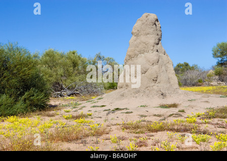 A large termite mound in Kalbarri National Park, Western Australia Stock Photo