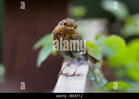 Robin (Erithacus rubecula) looking very bedraggled after a bath Stock Photo