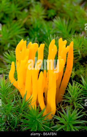 jelly antler fungus 'calocera viscosa' Stock Photo