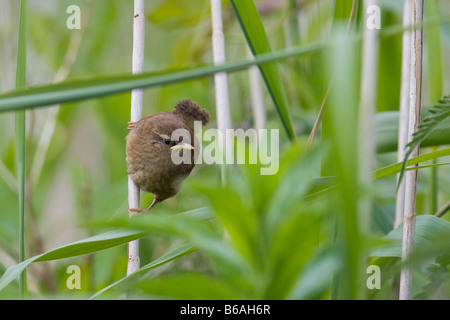 Recently fledged Wren (Troglodytes troglodytes) Stock Photo