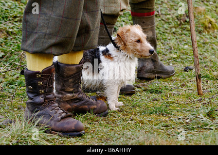 Alert Parson Jack Russell Terrier at Heel Beside Gamekeeper During Driven Pheasant Shoot in Yorkshire England Stock Photo