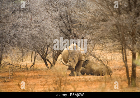 White Rhinoceros rhino CERATOTHERIUM simum acacia woodland south-africa wildlife mother and calf young youngster baby  suckling Stock Photo