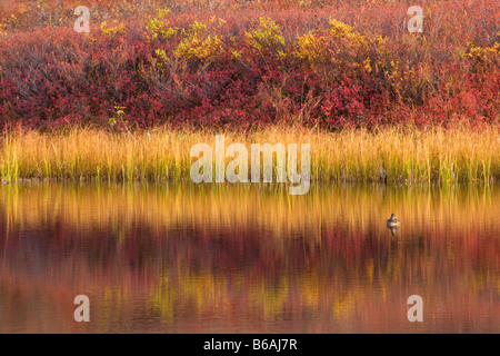 Colorful tundra reflections in a kettle pond Denali National Park Alaska Stock Photo