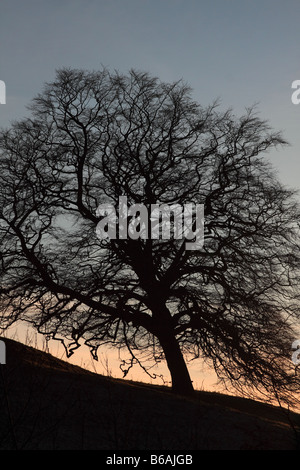 Leaning Oak tree at dusk in winter, England, UK Stock Photo