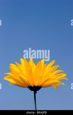 Yellow Chrysanthemum against vivid blue sky, England, UK Stock Photo