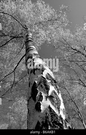 Silver birch tree converted to black and white, England UK Stock Photo