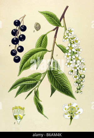 Bird Cherry, Prunus padus poisonous plants illustrations Stock Photo