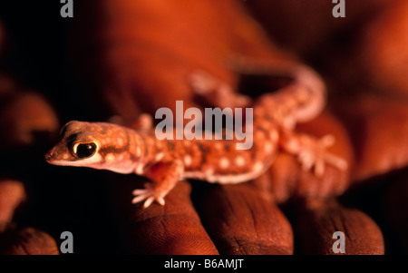 Gecko, Australia Stock Photo