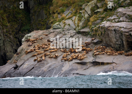 A rookery of Steller Northern Sea Lions Alaska Maritime National Wildlife Refuge Kenai Fjords National Park Alaska Stock Photo