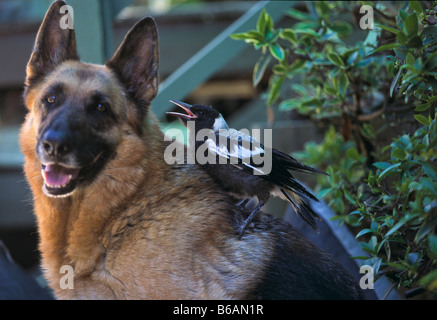Dog with orphaned Australian magpie Stock Photo