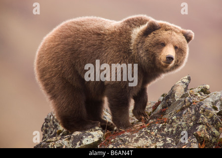 Grizzly Bear also called Brown Bear Denali National Park Alaska Stock Photo