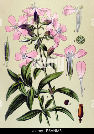 Common Soapwort, Saponaria officinalis, poisonous plants illustrations Stock Photo