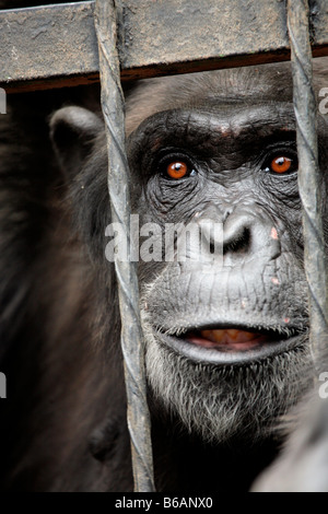 Caged chimpanzee in Mendoza zoo Argentina Stock Photo